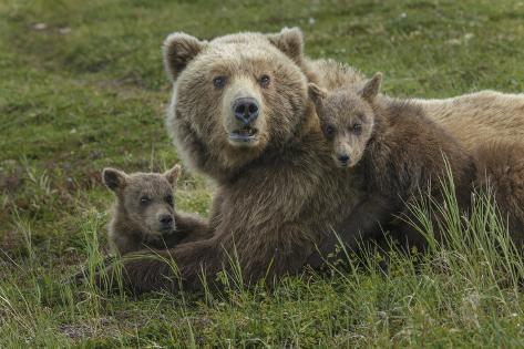 Premium Photographic Print: Brown bear sow and cubs, Katmai National Park, Alaska, USA by Art Wolfe: 36x24in