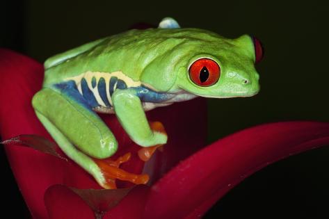 Premium Photographic Print: South America, Panama. Red-eyed tree frog on bromeliad flower. by Jaynes Gallery: 36x24in