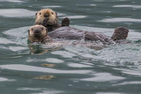 Premium Photographic Print: Sea otter and pup, Icy Strait, Alaska, USA by Art Wolfe: 36x24in