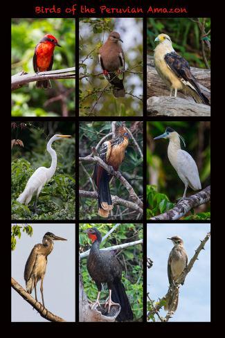 Premium Photographic Print: Poster featuring nine birds founds in the Amazon rainforest of northern Peru by Mallorie Ostrowitz: 36x24in