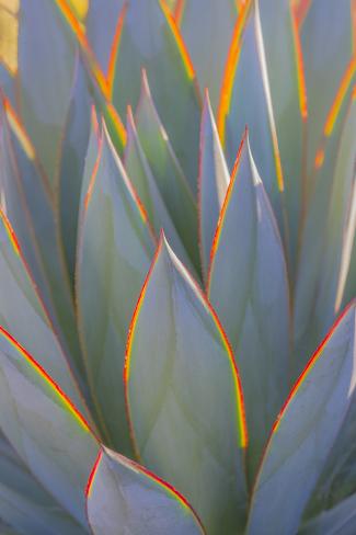 Premium Photographic Print: USA, California, Morro Bay. Backlit agave leaves. by Jaynes Gallery: 36x24in