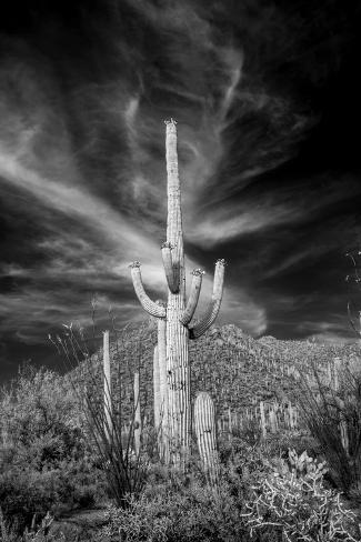 Premium Photographic Print: USA, Arizona, Tucson, Saguaro National Park by Peter Hawkins: 36x24in