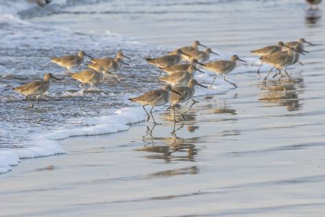 Premium Photographic Print: USA, California, San Luis Obispo County. Willets running in surf. by Jaynes Gallery: 36x24in