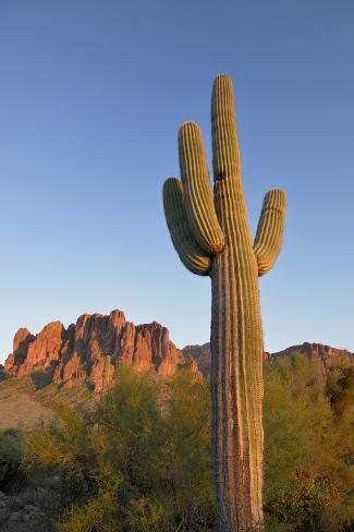 Premium Photographic Print: USA, Arizona. Lost Dutchman State Park, Saguaro Cactus and Superstition Mountains by Kevin Oke: 36x24in