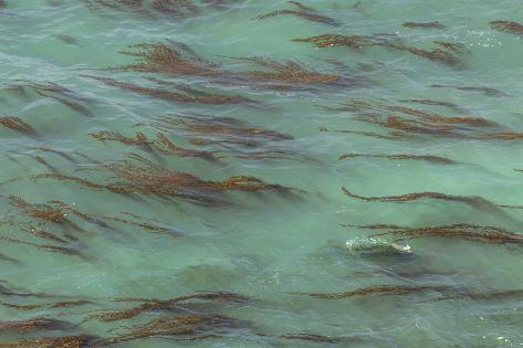 Premium Photographic Print: USA, California, Big Sur. Strands of ocean kelp forest. by Jaynes Gallery: 36x24in