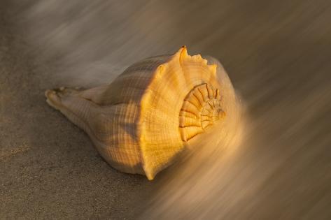 Premium Photographic Print: USA, Florida, Sanibel Island. Lightning whelk shell on beach sand. by Jaynes Gallery: 36x24in