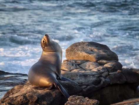 Photographic Print: USA, California, La Jolla, Sea lion at La Jolla Cove by Ann Collins: 32x24in