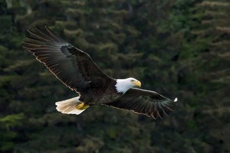 Premium Photographic Print: Bald Eagle, Glacier Bay National Park and Preserve, Alaska, USA by Art Wolfe: 36x24in