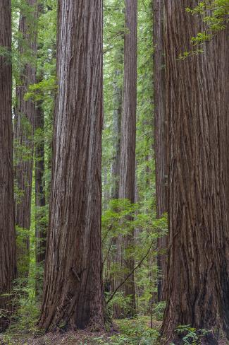 Premium Photographic Print: USA, California, Humboldt Redwoods State Park. Redwood tree scenic. by Jaynes Gallery: 36x24in