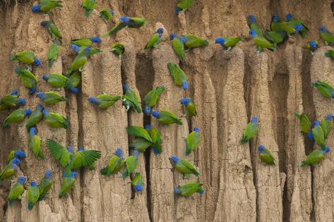 Premium Photographic Print: A group of blue-headed parrots cling to clay cliffs, Peru, Amazon Basin. by Art Wolfe: 36x24in