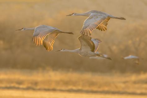 Premium Photographic Print: USA, New Mexico, Bosque del Apache. Sandhill cranes flying at sunset. by Jaynes Gallery: 36x24in