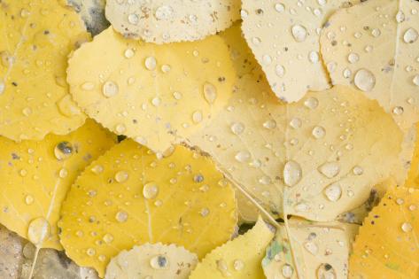 Premium Photographic Print: Usa, Colorado, Gunnison National Forest, Water Drops on Aspen Leaves by Rob Tilley: 36x24in