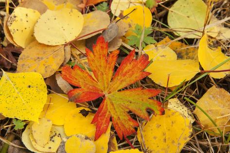 Premium Photographic Print: USA, Colorado, San Juan Mountains. Geranium and aspen leaves. by Jaynes Gallery: 36x24in