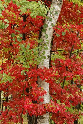 Premium Photographic Print: Red maple leaves in autumn and white birch tree trunk, Michigan. by Adam Jones: 36x24in