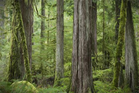 Premium Photographic Print: USA, Washington State, Olympic National Park. Abstract of old growth forest. by Jaynes Gallery: 36x24in