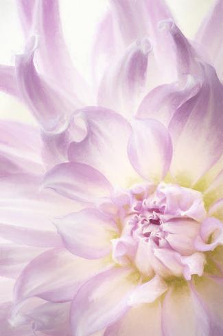 Premium Photographic Print: USA, Washington State, Seabeck. Dahlia blossom close-up. by Jaynes Gallery: 36x24in