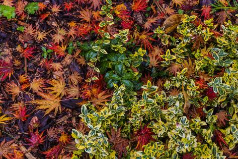 Premium Photographic Print: Japanese maple leaves on ground in Nelson, British Columbia, Canada by Chuck Haney: 36x24in