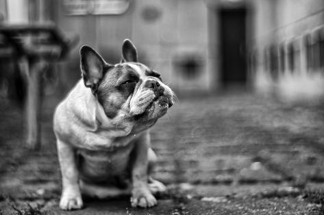 Photographic Print: Dog by Petr: 36x24in