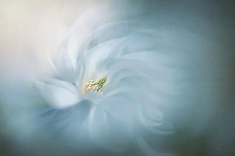 Photographic Print: Serene by Jacky Parker: 36x24in