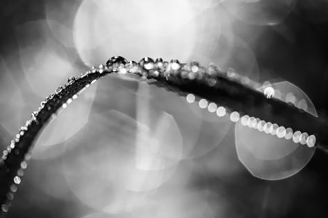Photographic Print: Dew on Leaf in Black and White by Ursula Abresch: 36x24in