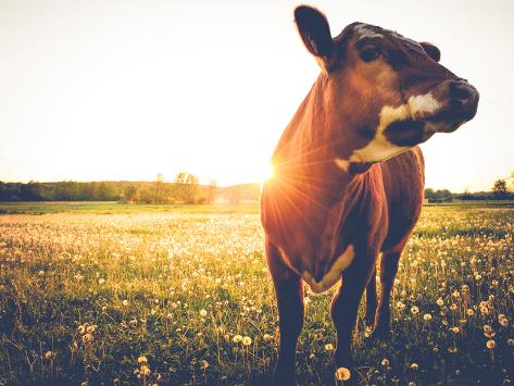 Photographic Print: Happy Single Cow on a Meadow during Sunset by SehrguteFotos: 24x18in