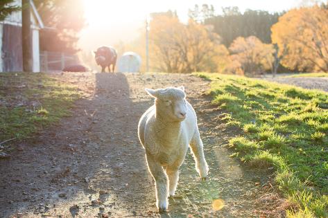 Photographic Print: New Zealand Farm Sheep by Bosstong: 24x16in