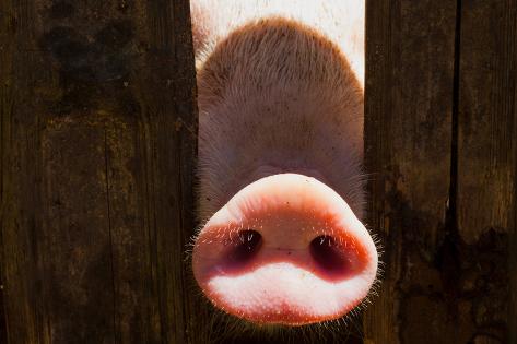 Photographic Print: Pig Nose in Wooden Fence. Young Curious Pig Smells Photo Camera. Funny Village Scene with Pig. Agri by Davdeka: 24x16in
