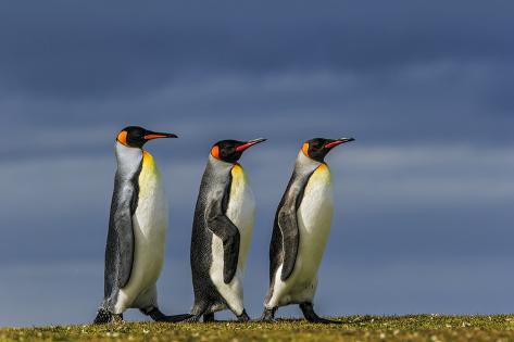 Photographic Print: Trio of King Penguins, Volunteer Point, East Island, Falkland Islands by Adam Jones: 36x24in