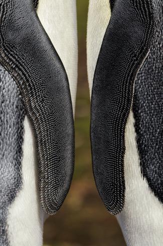 Photographic Print: King Penguin wings, Volunteer Point, East Island, Falkland Islands by Adam Jones: 36x24in