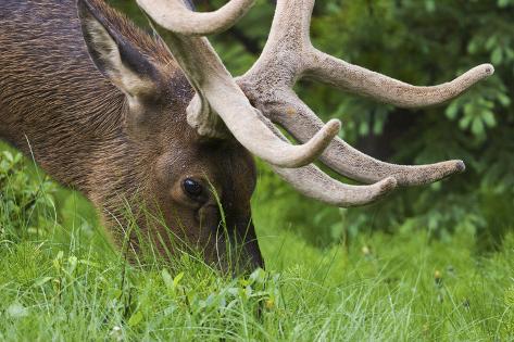 Photographic Print: Rocky Mountain Bull elk foraging, Summer Velvet by Ken Archer: 36x24in