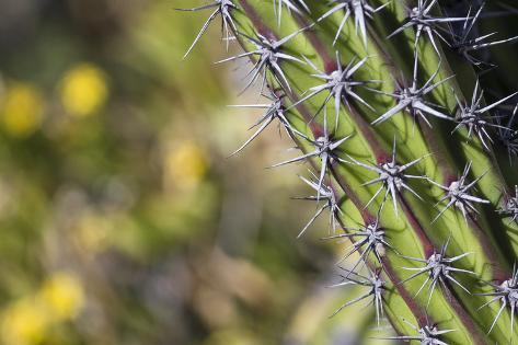 Photographic Print: Baja, Isla Santa Catalina, Gulf of California, Mexico. Close-up of Cardon cactus. by Janet Muir: 36x24in