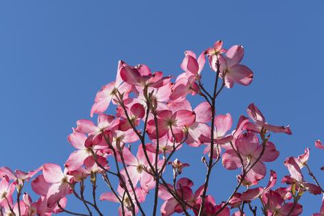 Photographic Print: Backlit pink Flowering Dogwood Cornus florida, glows against Clear blue sky, Sonoma County, Califor by Brenda Tharp: 36x24in