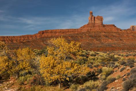 Photographic Print: Cottonwood tree in fall color and monuments, Valley of the Gods, Utah by Adam Jones: 36x24in