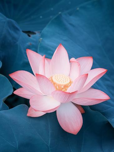 Photographic Print: Lotus Flower and Lotus Flower Plants by kenny001: 24x18in