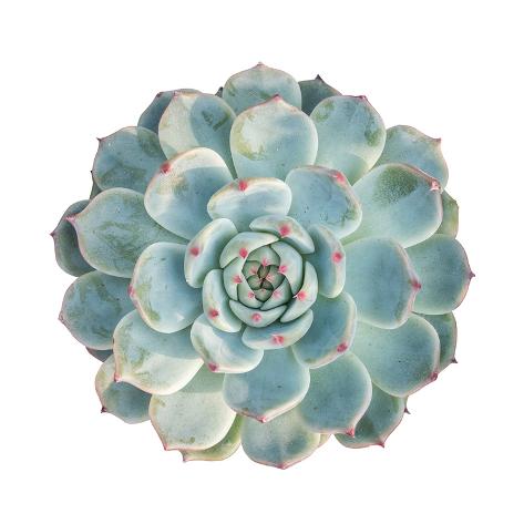 Photographic Print: Round Succulent Top Isolated on White Background by kenny001: 16x16in