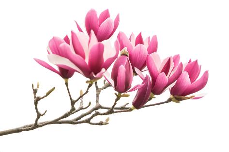 Photographic Print: Magnolia Flower Spring Branch Isolated on White Background by kenny001: 24x16in
