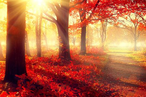 Photographic Print: Autumn. Fall Scene. Beautiful Autumnal Park. Beauty Nature Scene. Autumn Trees and Leaves, Foggy Fo by Subbotina Anna: 12x8in