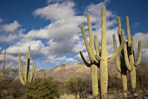 Photographic Print: Saguaro Cactus on the Mountainside in Tuscon, Arizona by pdb1: 24x16in