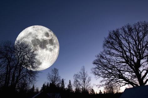 Photographic Print: Giant Full-Moon over a Dark Forest, Night Time Image by lagardie: 12x8in