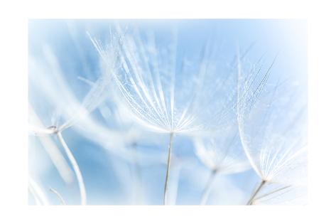 Art Print: Abstract Dandelion Background by Anna Omelchenko: 24x16in