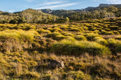 Photographic Print: Common Wombat, Cradle Mountain-Lake St. Clair National Park, Tasmania by Mark A Johnson: 36x24in