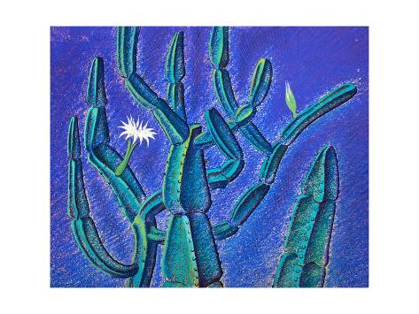 Giclee Print: Cereus Cactus, South Africa, 1948 by Isabel Alexander: 32x24in