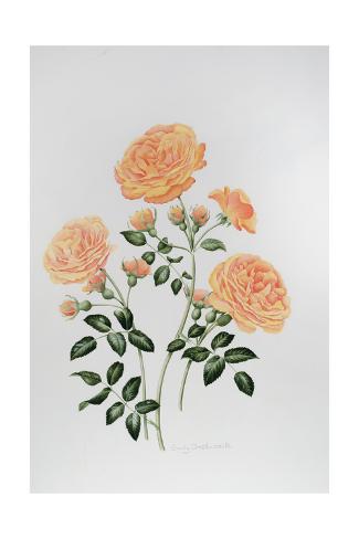Giclee Print: Rose St Richard of Chichester by Sally Crosthwaite: 24x16in