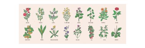 Art Print: Collection of Wild Meadow Herbs, Blooming Flowers and Tropical Plants with Edible Berries Hand Draw by GoodStudio: 42x14in