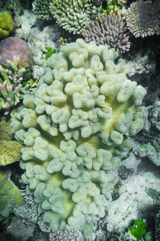 Photographic Print: Hard and Soft Coral Reef by meisterphotos: 24x16in