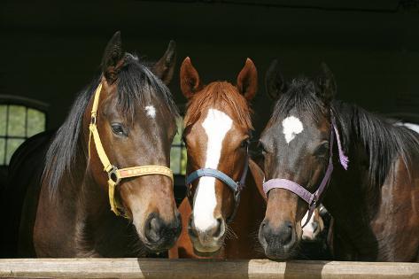 Photographic Print: Horses in the Barn Door by accept: 24x16in