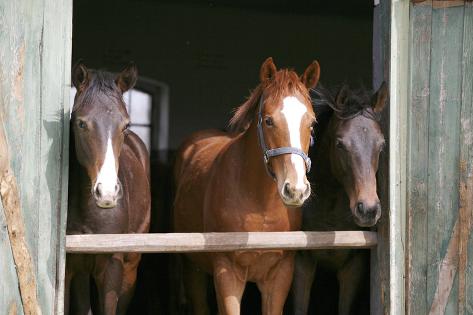 Photographic Print: Horses in the Stable Door by accept: 24x16in