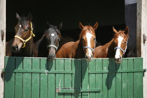 Photographic Print: Nice Thoroughbred Foals in the Stable by accept: 24x16in
