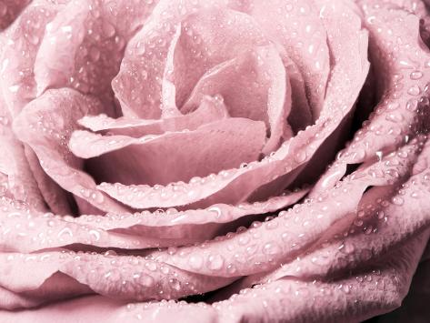 Photographic Print: Sweet Color of Romance - Pink Rose by Satakorn: 24x18in