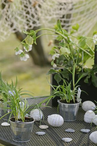 Photographic Print: Spring decoration with potted plants, lenten rose, Helleborus orientalis, by Sandra Gutekunst: 12x8in